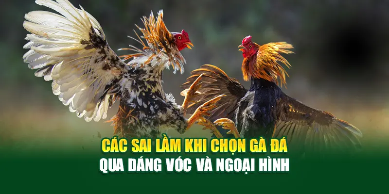 Các sai lầm khi chọn gà đá qua dáng vóc và ngoại hình